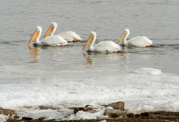 Pelican party